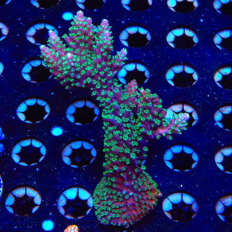 TSA Candlelight Stag Acropora XL Frag Coral