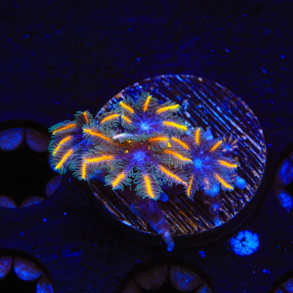 TSA Candy Corn Clove Polyp Coral