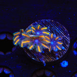TSA Candy Corn Clove Polyp Coral