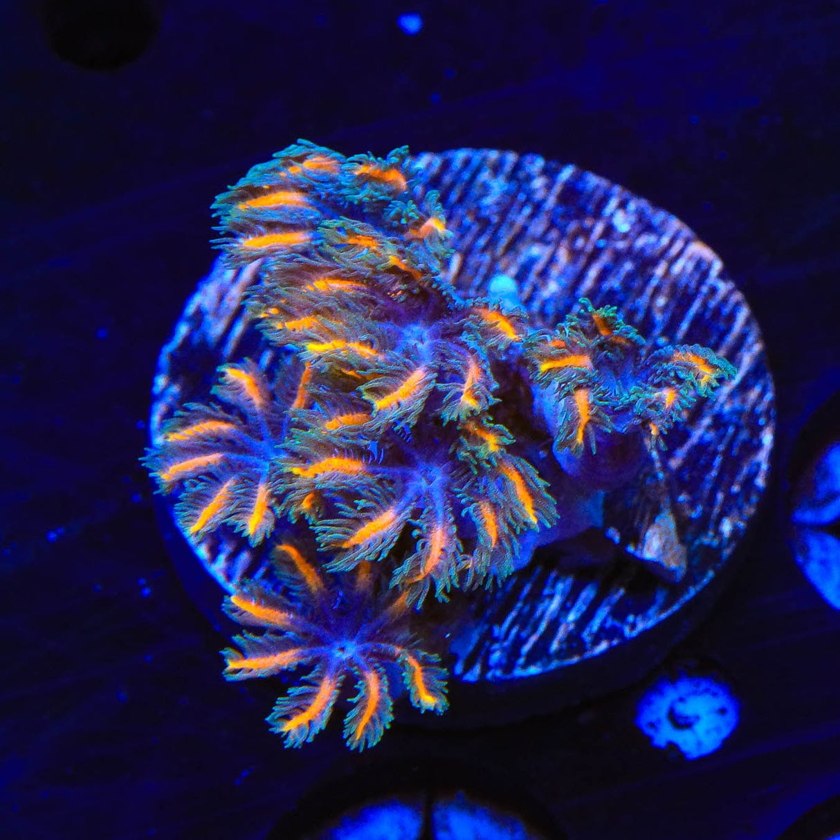 TSA Candy Corn Clove Polyp Coral