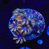 TSA Candy Corn Clove Polyp Coral