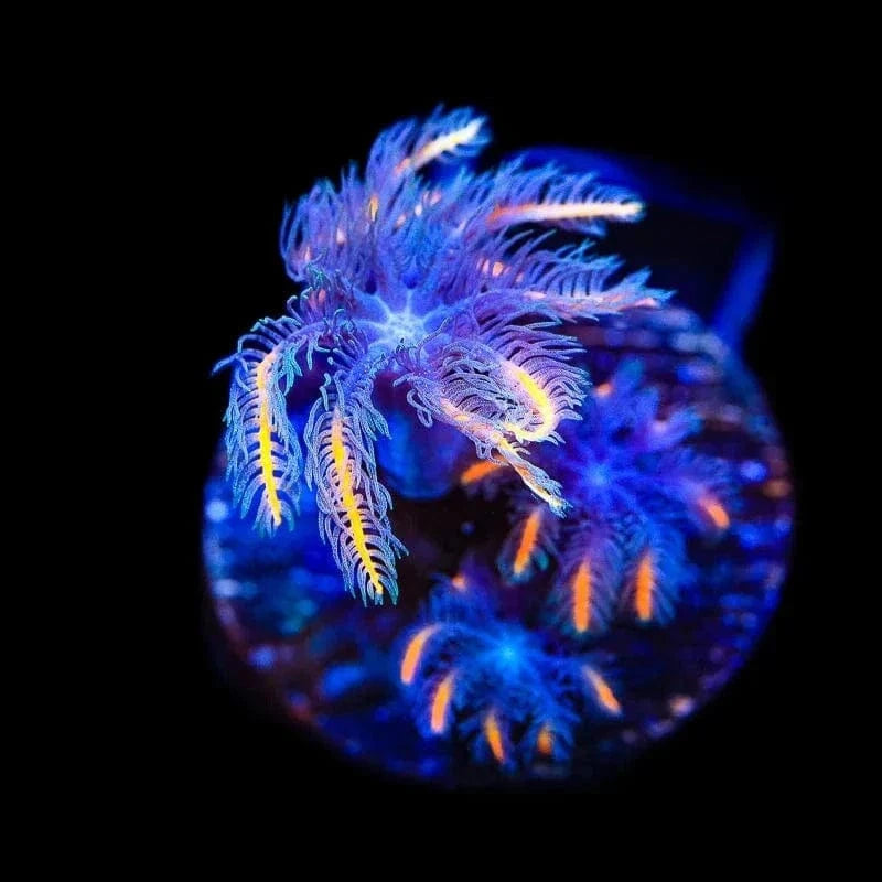 TSA Candy Corn Clove Polyp Coral