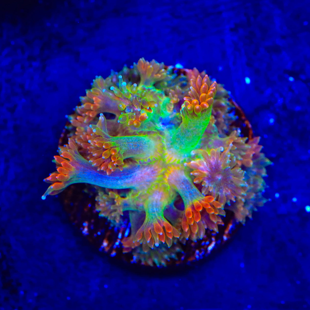 TSA Candy Corn Goniopora Coral
