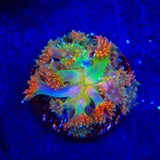 TSA Candy Corn Goniopora Coral