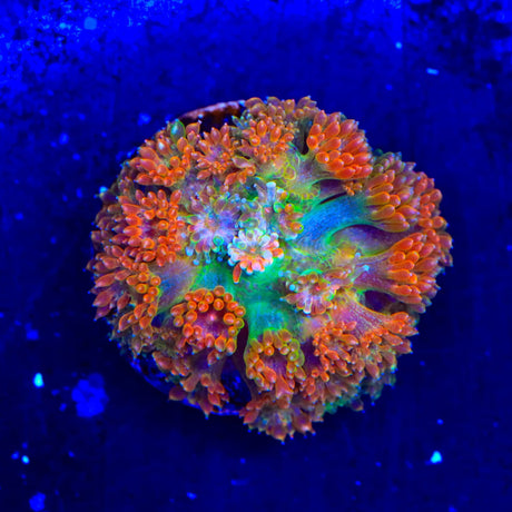 TSA Candy Corn Goniopora Coral
