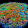 TSA Candy Corn Goniopora Coral