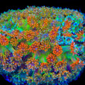 TSA Candy Corn Goniopora Coral