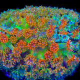 TSA Candy Corn Goniopora Coral