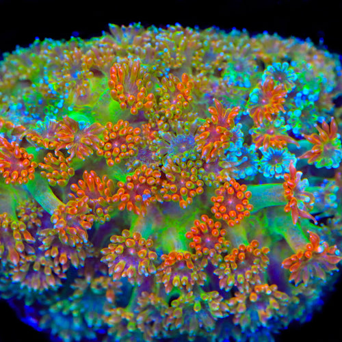 TSA Candy Corn Goniopora Coral