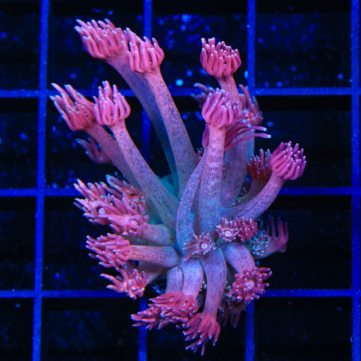 TSA Candy Margarita Goniopora Coral