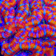 TSA Candy Slide Acan Coral