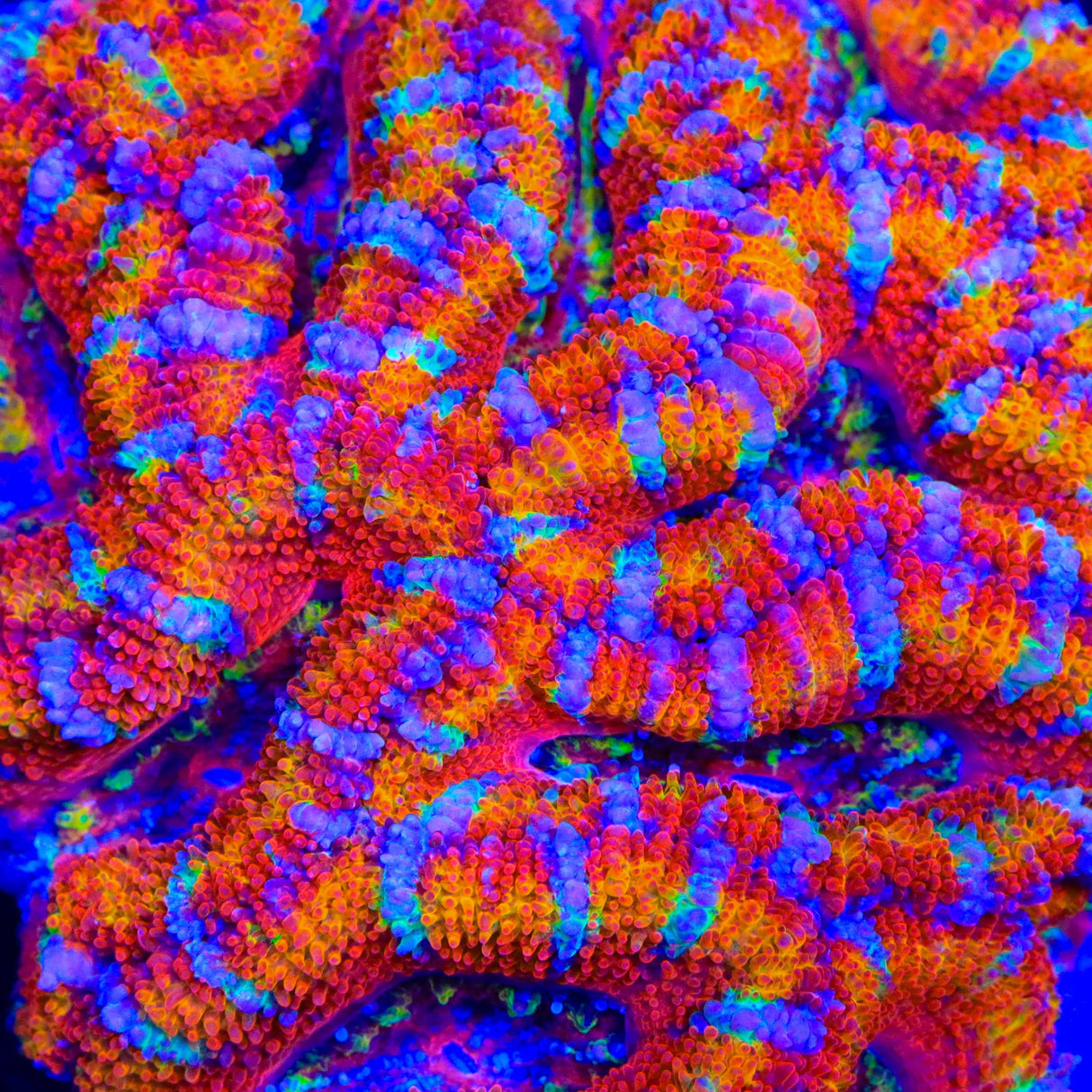 TSA Candy Slide Acan Coral