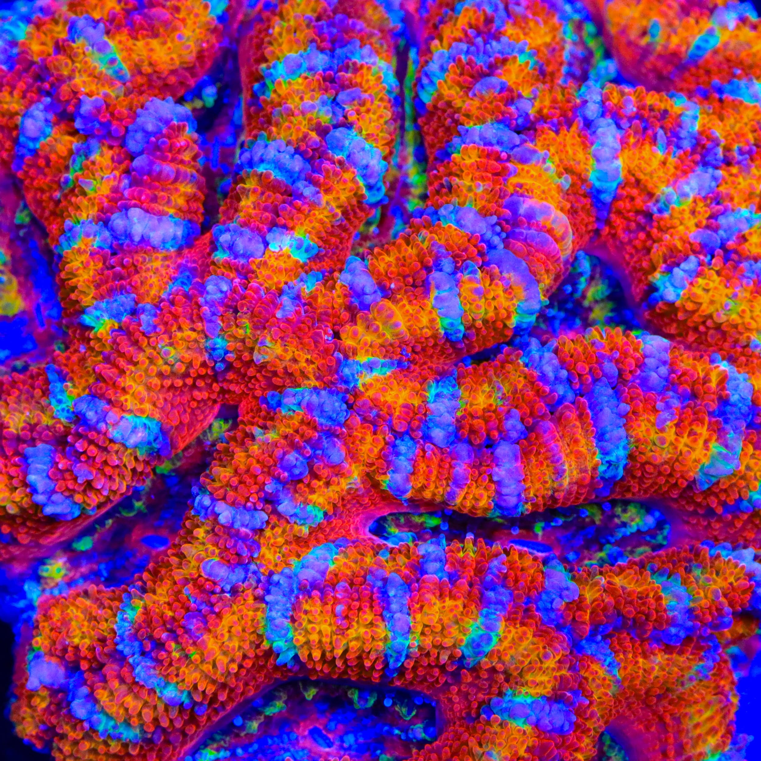 TSA Candy Slide Acan Coral