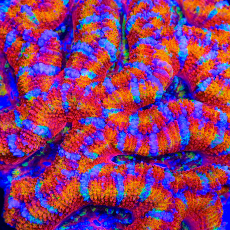 TSA Candy Slide Acan Coral