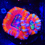 TSA Candy Slide Acan Coral