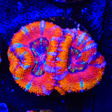 TSA Candy Slide Acan Coral