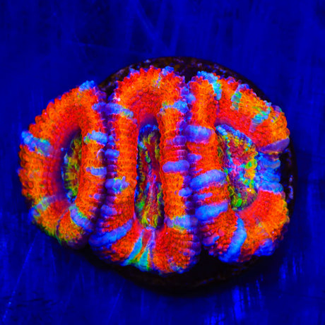 TSA Candy Slide Acan Coral