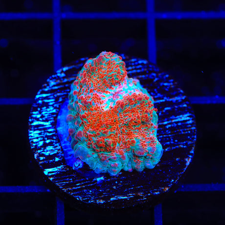 TSA Candy Swirl Chalice Coral