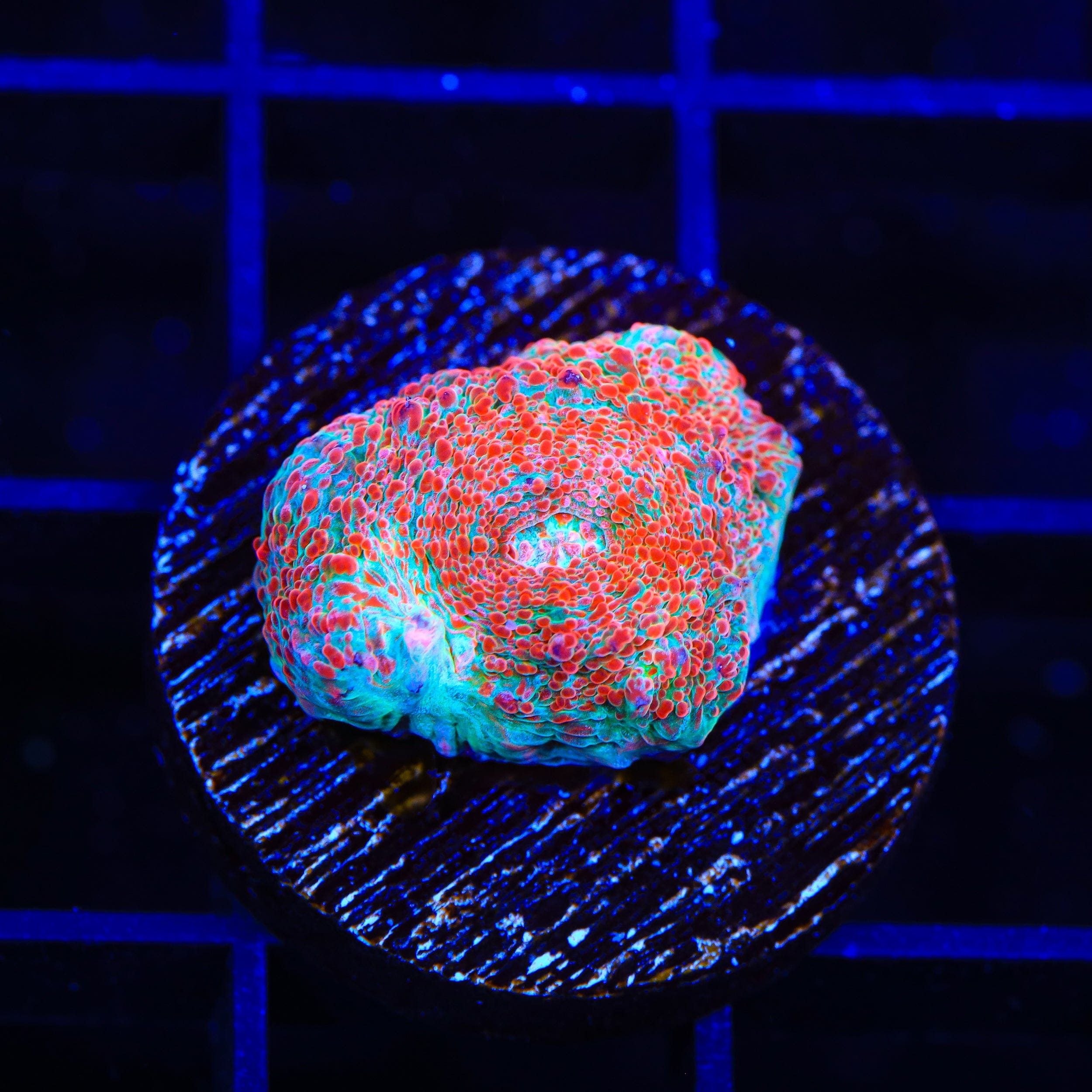 TSA Candy Swirl Chalice Coral – Almost WYSIWYG – Top Shelf Aquatics