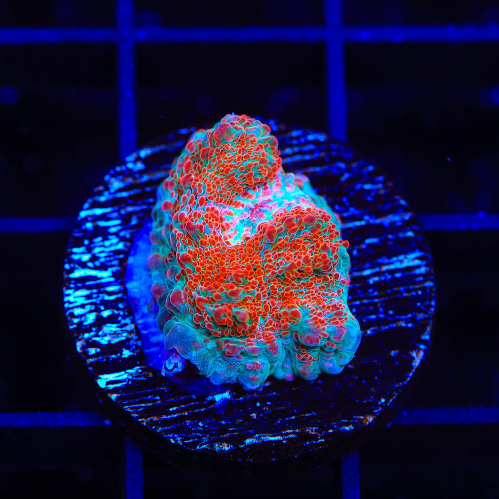 TSA Candy Swirl Chalice Coral
