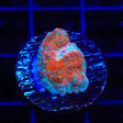 TSA Candy Swirl Chalice Coral