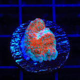 TSA Candy Swirl Chalice Coral