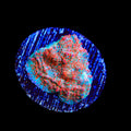 TSA Candy Swirl Chalice Coral