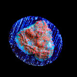 TSA Candy Swirl Chalice Coral