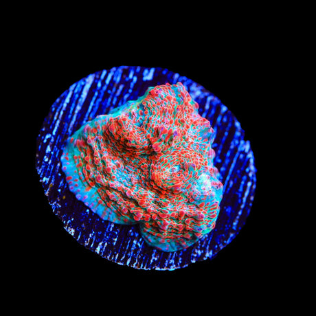 TSA Candy Swirl Chalice Coral