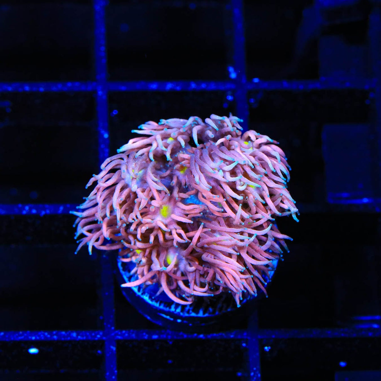 TSA Candyland Goniopora Coral