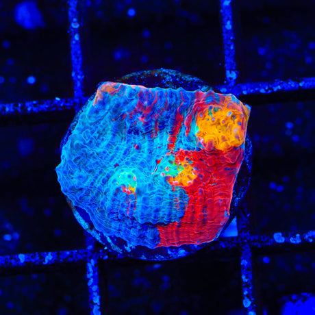 TSA Captain America Chalice Coral