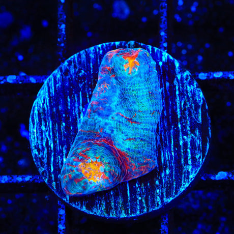 TSA Captain America Chalice Coral