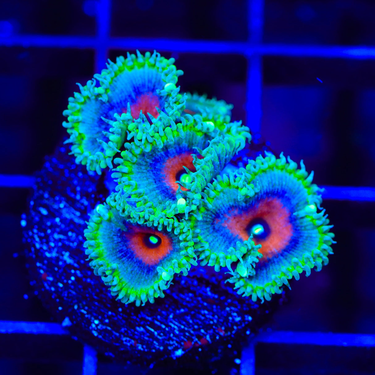 TSA Captain America Palythoa Coral