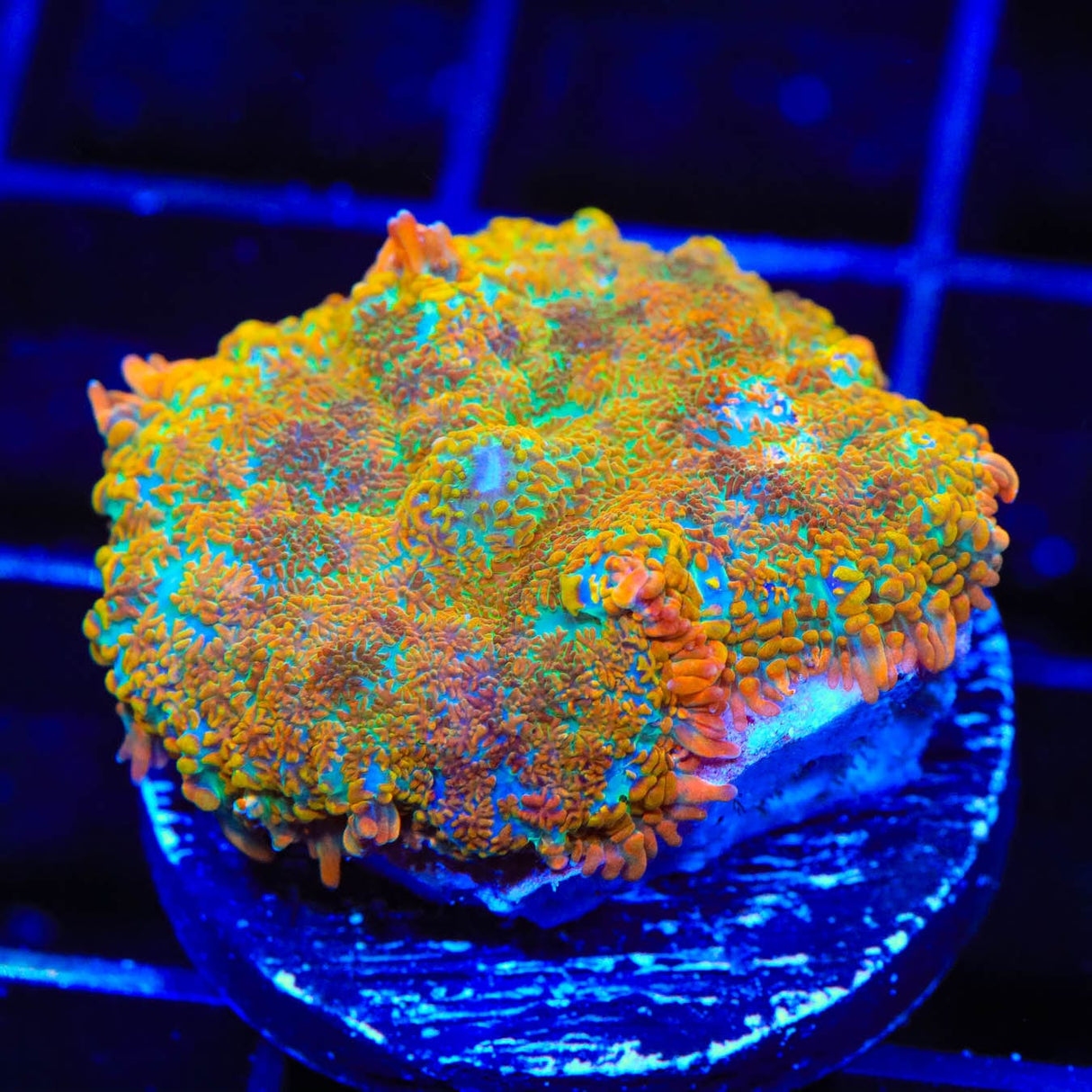 TSA Captain Hook Rhodactis Mushroom Coral