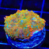 TSA Captain Hook Rhodactis Mushroom Coral