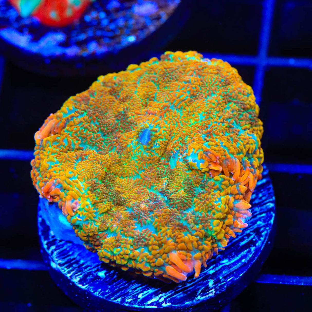TSA Captain Hook Rhodactis Mushroom Coral