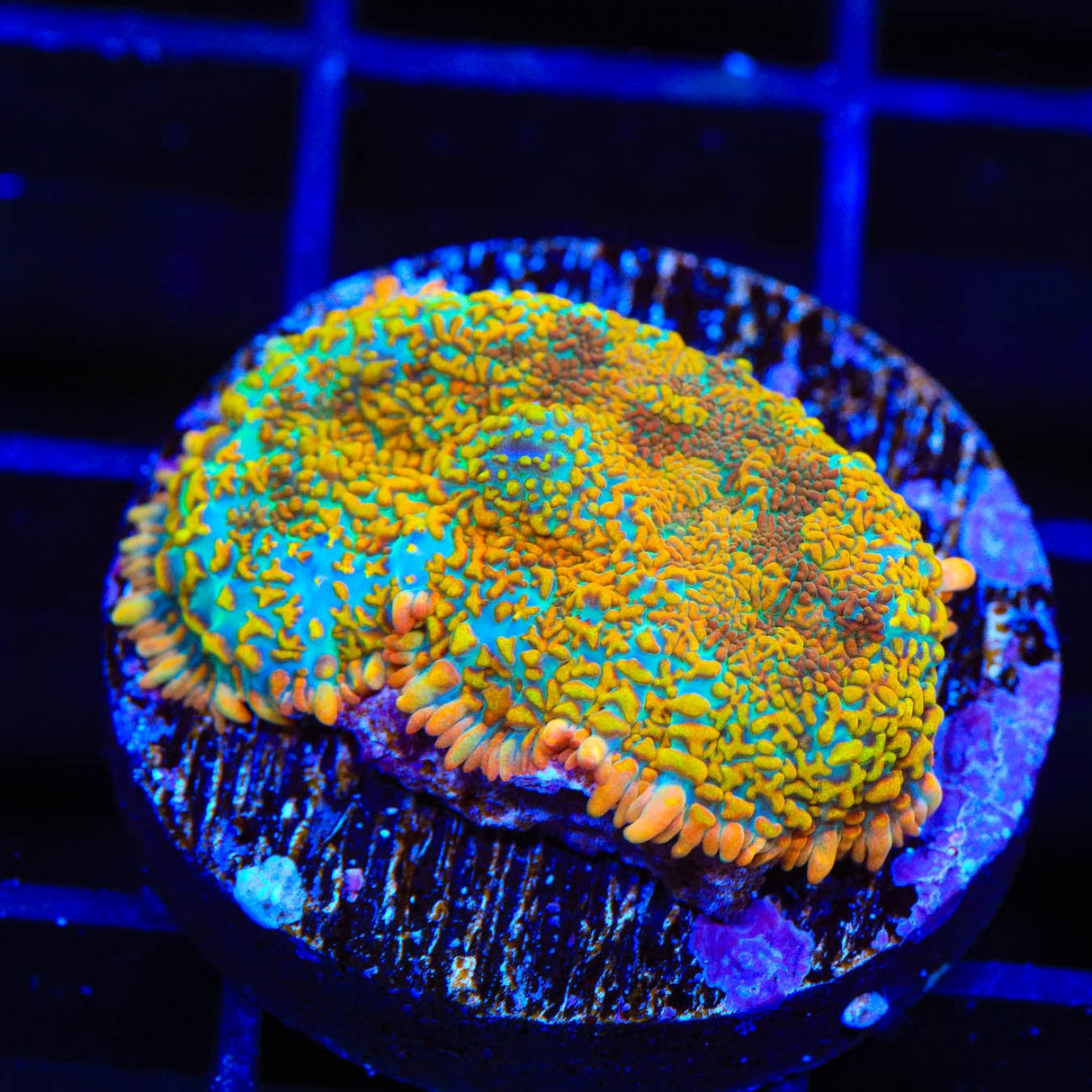 TSA Captain Hook Rhodactis Mushroom Coral