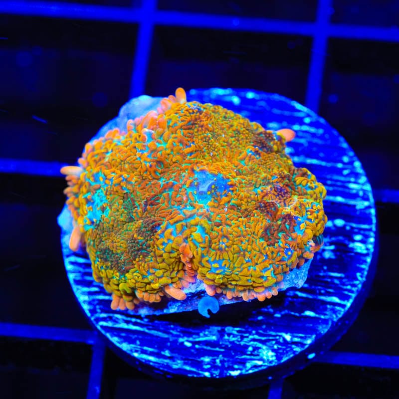 TSA Captain Hook Rhodactis Mushroom Coral