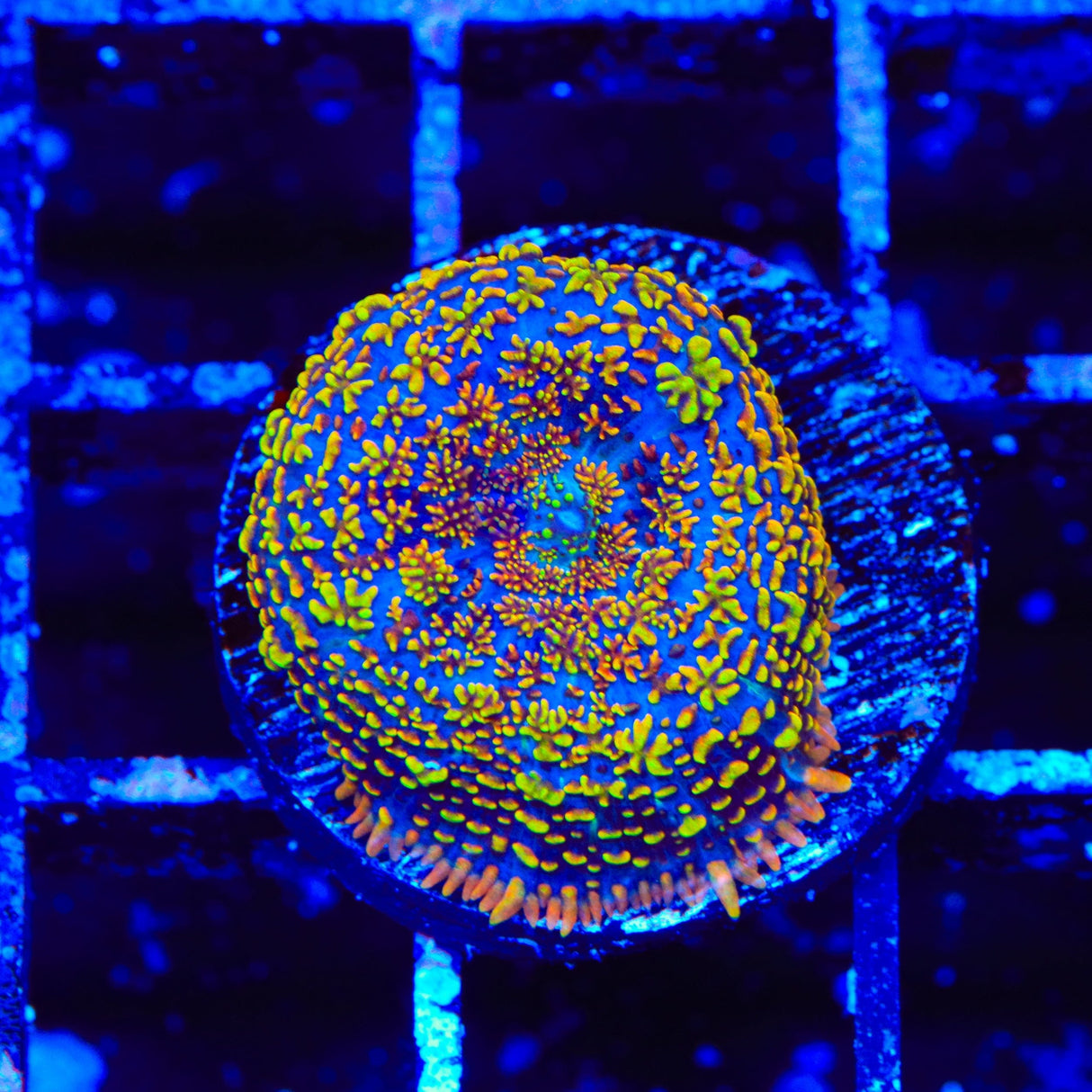 TSA Captain Jack Rhodactis Mushroom Coral