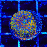 TSA Captain Jack Rhodactis Mushroom Coral