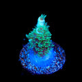 TSA Captain Planet Acropora Tenuis Coral