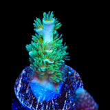 TSA Captain Planet Acropora Tenuis Coral