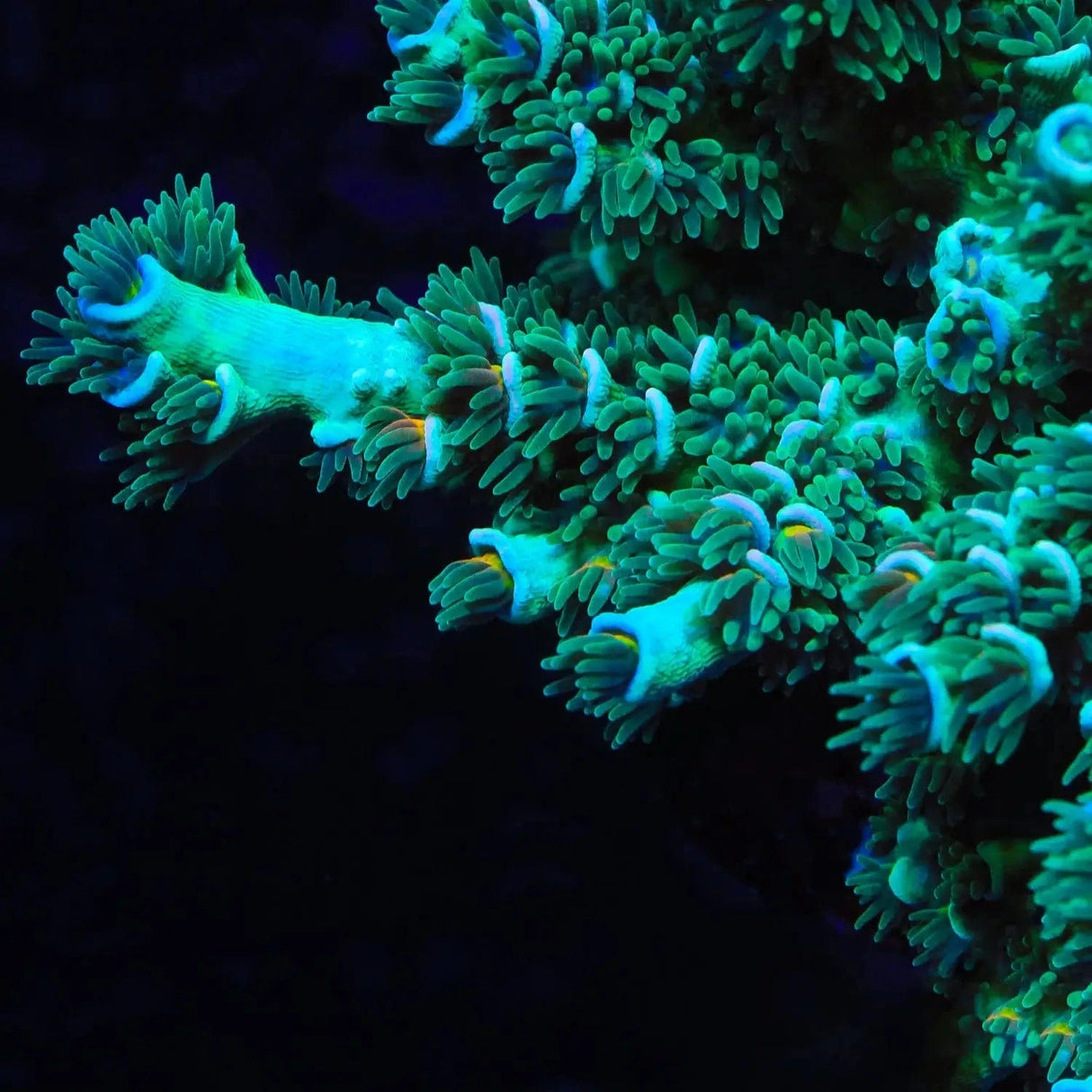 TSA Captain Planet Acropora Tenuis Coral