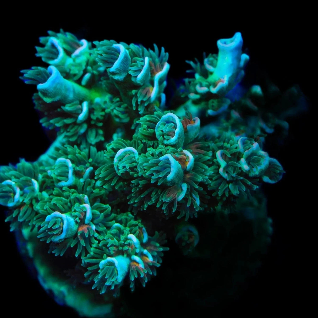 TSA Captain Planet Acropora Tenuis Coral