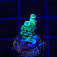 TSA Captain Planet Acropora Tenuis Coral