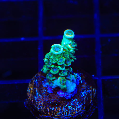 TSA Captain Planet Acropora Tenuis Coral