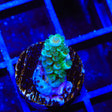 TSA Captain Planet Acropora Tenuis Coral