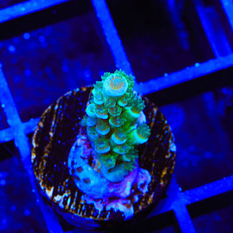 TSA Captain Planet Acropora Tenuis Coral