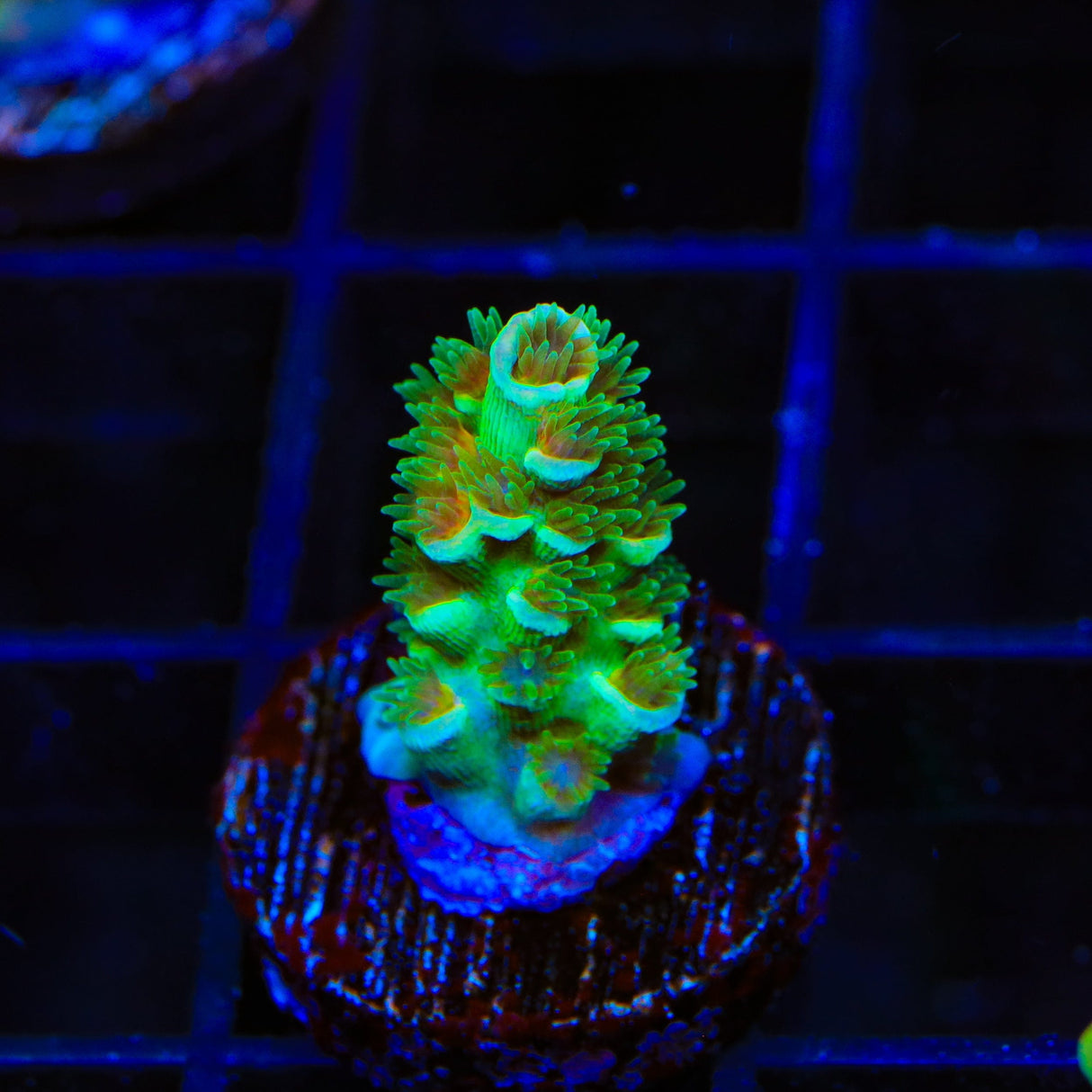 TSA Captain Planet Tenuis Acropora Coral