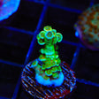 TSA Captain Planet Tenuis Acropora Coral